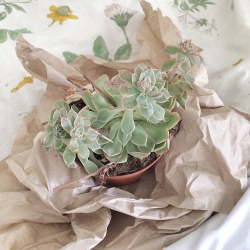 blossomalida: Finished my Matisse embroidered tshirt + a new succulent
