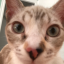 jenosgfsblog