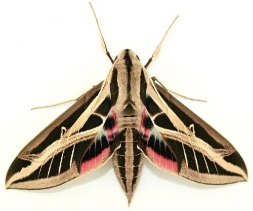 Sorry I haven’t posted much lately. Grad school is busy! I hope you accept this gorgeous male Eumorpha fasciatus as consolation. This moth is sometimes known as the Banded Sphinx or Lesser Vine Sphinx. I think it should be called the “hmm it’s kinda...