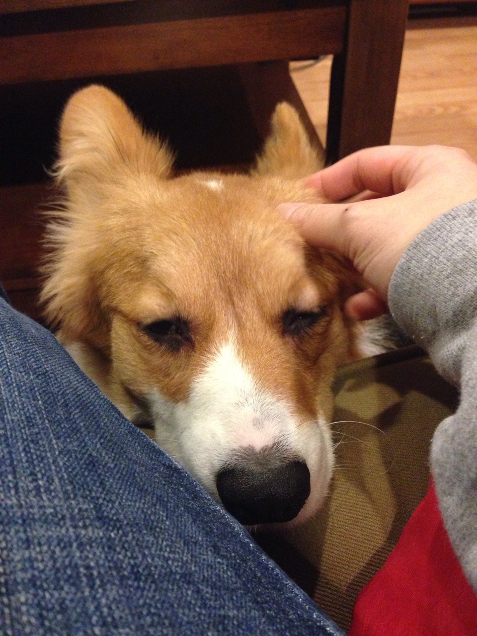 archerthecorgi:  Someone is being very snuggly.