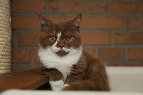 trebled-negrita-princess:  adequategatsbys:  I have never before seen such a brown kitty.  IT LOOKS LIKE A S'MORES POPTART 