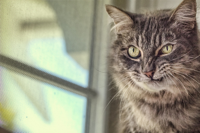 catp0rn:  All dogs bow down to me! on Flickr  