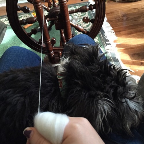 Someone is making it incredibly difficult to spin today #handspun #puppyblogging #schnauzergram