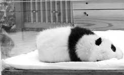 Porn Pics Giant Panda Photos