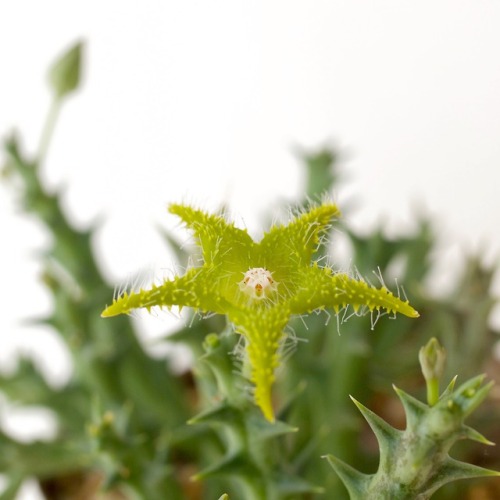 Orbea dummeri  (N.E. Br.) Bruynssynonym : Stapelia dummeri  N.E. Br.