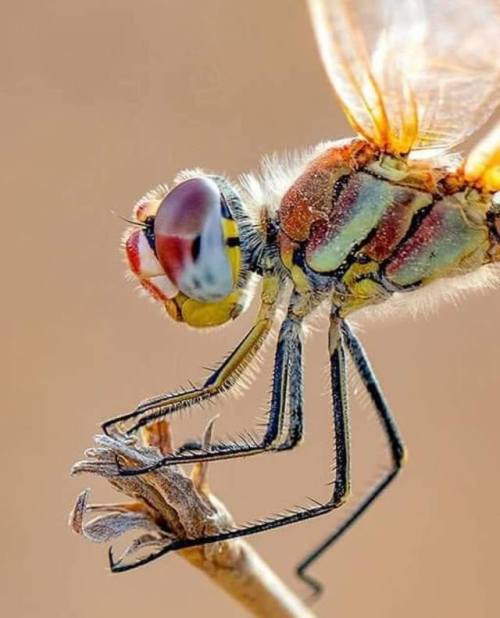 El color de un a libélula.  Macrofotografía por tami bandel itzhak 