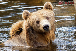 magicalnaturetour:  Nora, the brown bear. by Ravenith