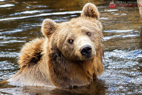 Porn Pics magicalnaturetour:  Nora, the brown bear.