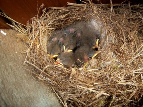 Eyes are open, nest is officially crowded. 