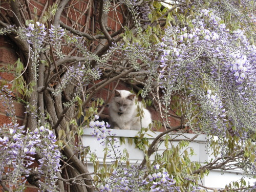 asterixcat:The wisteria around my house is in bloom again and my cat loves nothing more than basking in the shade under them. 