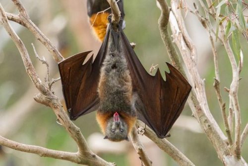 MIT Engineers Show How Hairy Tongues Help Bats DrinkAnimals have evolved all manner of adaptations t