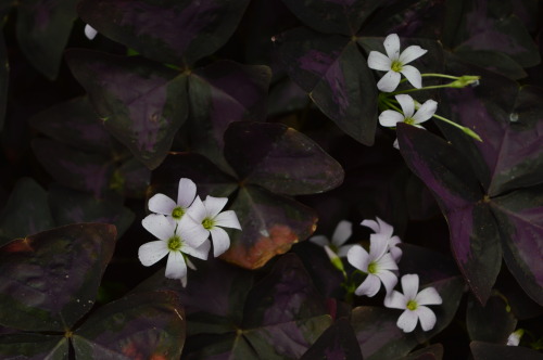 adaemonie:  Some of the cute tiny flowers that I took pictures of this year. 