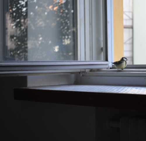 vvankster: vvankster:  vvankster:  vvankster:  a tiny bird flew in through my window