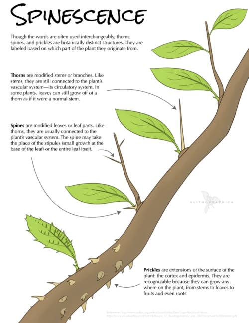 alithographica: “Every rose has its prickle” just doesn’t have the same impact tho