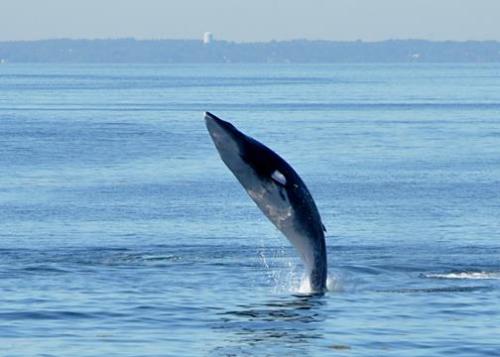 endcetaceanexploitation:griseus:Sequence of a minke whale (Balaenoptera acutorostrata) breaching.by 