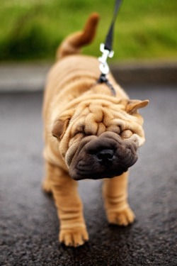 r2–d2:  Shakey Shar-Pei 