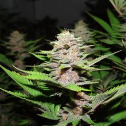 weedporndaily:  #BuckeyeGluePheno1 . I can’t stop staring at this plant . This is a random bud from mid region , and it’s one of many gems on the plant . So far this plants showing a perfectly mixed combination of traits between the gorilla glue 4