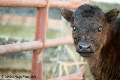 Blue eyes… by wmhodge on Flickr.