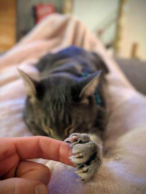 cutepetsuwu:My cat insists I hold his paw while he sleeps on my lap. Never once has scratched me. It’s a very trusting relationship kind of thing.