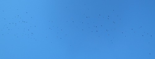 Grackles in migration (possibly with other Icterids).