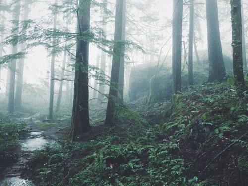 justapplyyourself: Opal Creek Wilderness, Oregon. (at Opal Creek Wilderness)