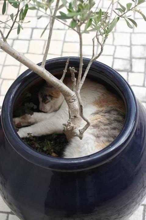 memethings: My cat thinks she’s a tree