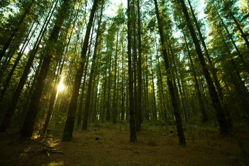 philipwernerfoto: Morning in the pine plantations near Woodend, Victoria. Philip WernerMay 2016