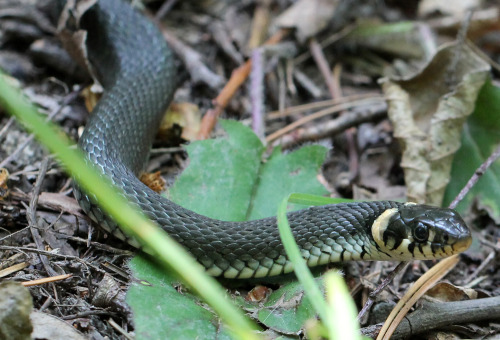 The grass snake (Natrix natrix), sometimes called the ringed snake or water snake, is a Eurasian non