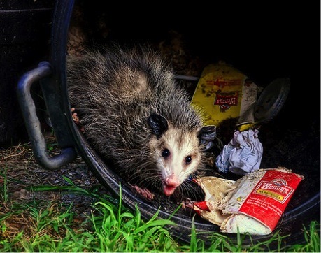 Today’s Possum of the Day has been brought to you by: The trash man!