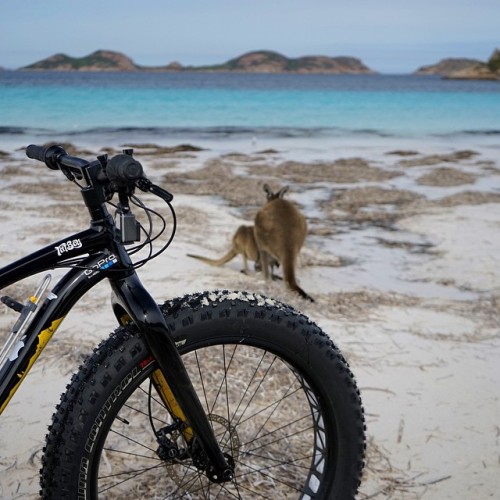 egrk: #fatbike #kangaroo #wallaby #beach #luckybay #esperance #esperanceexpress #escape_and_explore 