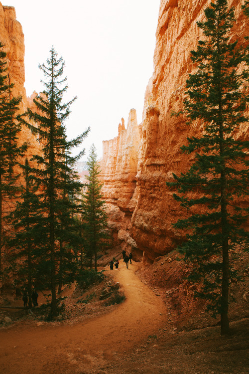 thecraziethewizard: Navajo Loop Trail, Bryce Canyon National Park by Jeremiah Probodanu(IG: @THECRAZ