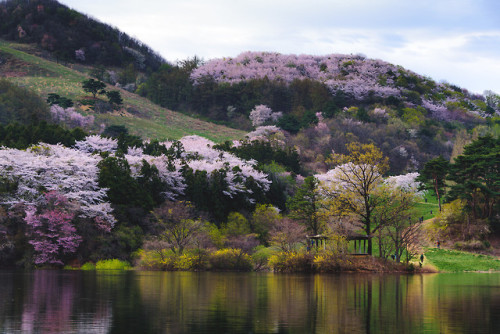 Springtime at Yongbiji Reservoir, Seosan.