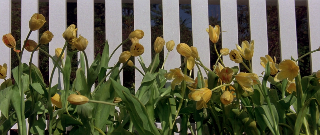 filmaticbby:  Blue Velvet (1986) dir. David Lynch