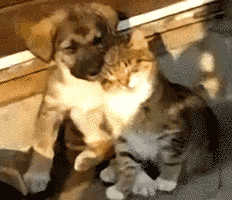 Tastefully Offensive GIFs
