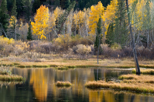 Sierra gold. Love this time of year. Portfolio: ericmickelson.com Instagram: @_ericmickelson