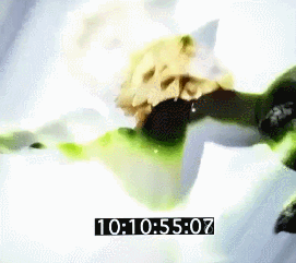 death-limes:  catnoirs:  cat noirs transformation  MAGICAL BOY HENSHIN!!!!!!!!MALE SUPERHERO WHO IS CAT-THEMED AND WEARS A BODY-HUGGING COSTUME!!!!HIS EVERYDAY PERSONA IS ALL PREPPY BUT HIS SUPERHERO PERSONA IS A HUGE FUCKING LOVESTRUCK DORK WITH MESSY