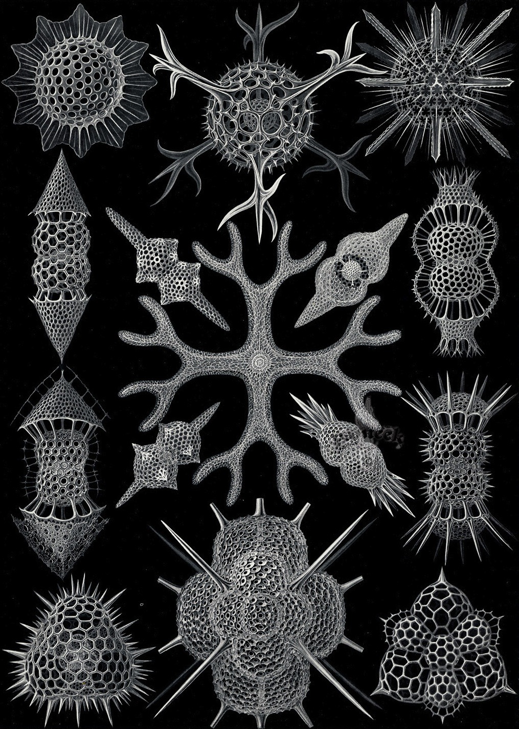 magictransistor:  Ernst Haeckel. Hexacoralla, Ascomycetes, Lichenes, Phaeodaria,