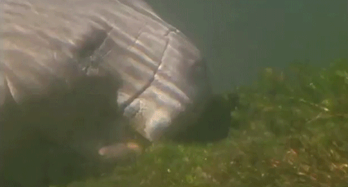 Manatees“They have quiet, gentle lives trundling across the shallow submarine pastures.”Life of Mamm