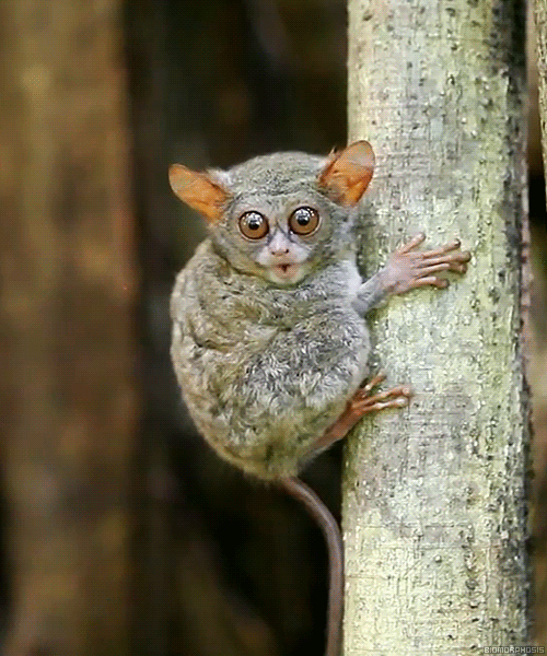 biomorphosis:  Tarsier is one of the smallest primate in the world. It thrives mostly in secondary dense forests with a diet of insects. This nocturnal creature has the unique ability of being able to turn its head 180 degrees as well as to jump backward