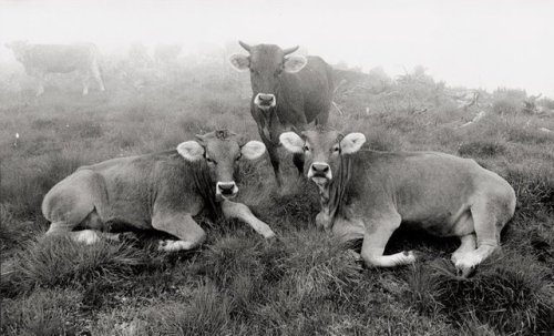 Three Cows In Fog, 1970, Arno Fischer