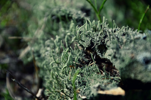 Lichens by anna.night on Flickr.