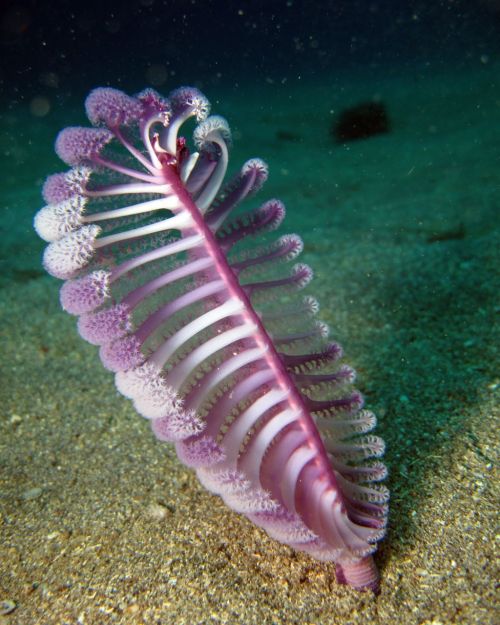 scribebynight: sixpenceee: A graceful creature of the seafloor, a sea pen resembles a plump, old-fa