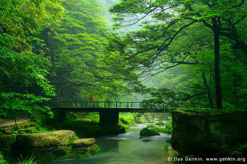 Bridge over the Golden Whip Stream, Zhangjiajie (Wulingyuan) National Forest Park, China by ILYA GEN