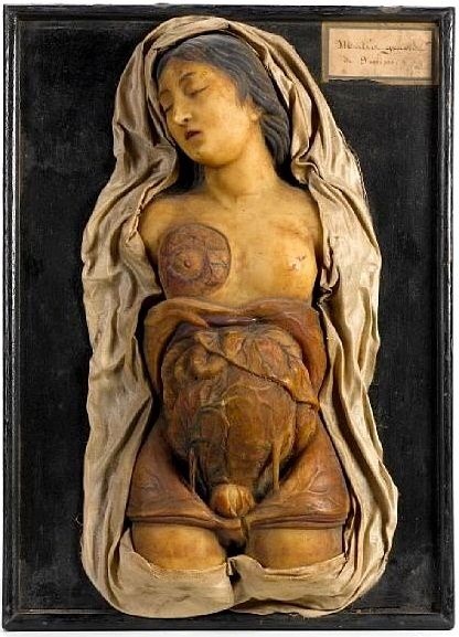 Porn Pics Antique anatomical wax model