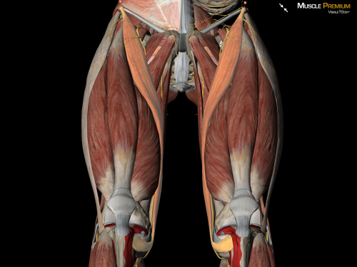 For those who guessed the sartorius muscle in our...