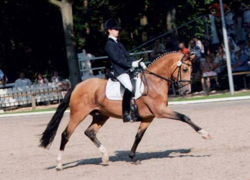 FS Champion de LuxeFS Cocky Dundee x SFS Golden FleurGerman Riding Pony, Stallion14.1hhBorn 199