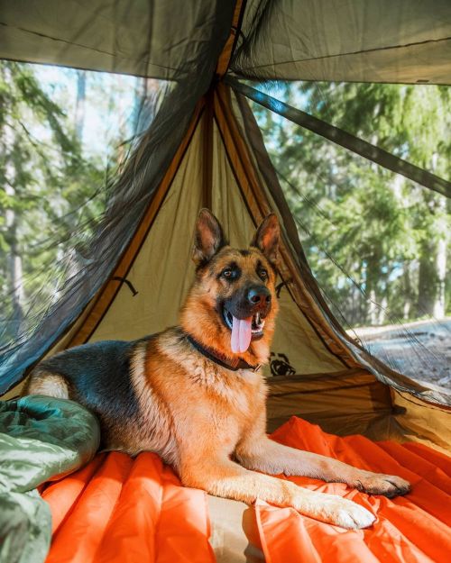 "Friday I’m in love!  And it’s time to go “glamping” with our fur pals!