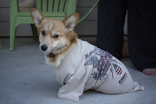 washthecorgi:  Wash says to support Troops porn pictures