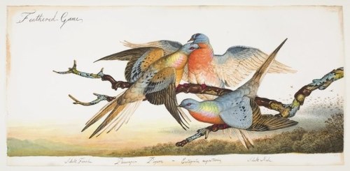 Passenger pigeons were once the most abundant birds in the North America, and perhaps even the world