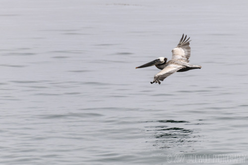 Brown PelicansPelecanus occidentalis californicusLeo Carrillo State Beach, California
